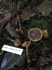 Cortinarius minusculus