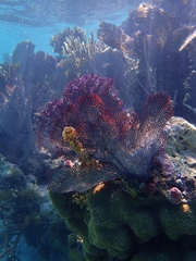 Gorgonia flabellum image