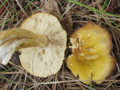 Tricholoma fumosoluteum