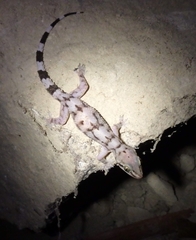 Hemidactylus depressus