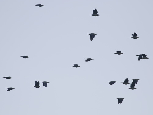 Large Green Pigeon (Treron capellei), photo 3