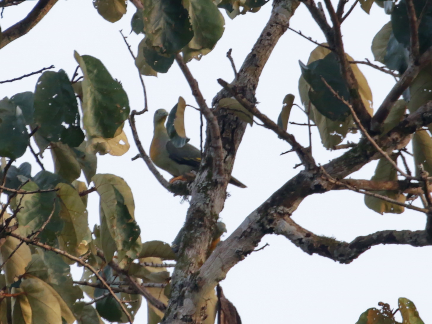 Large Green Pigeon (Treron capellei), photo 4