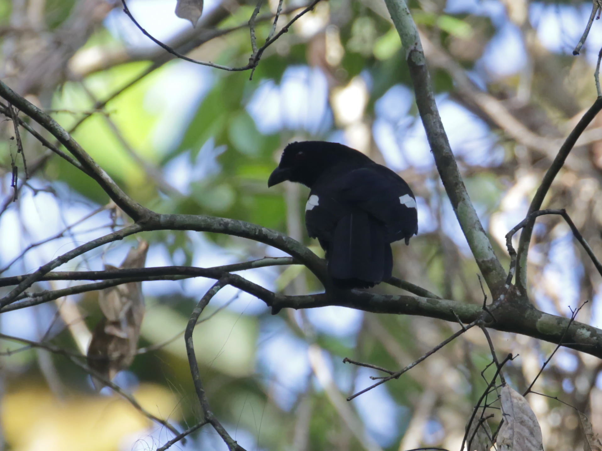 Malayan Black Magpie (Platysmurus leucopterus), photo 1