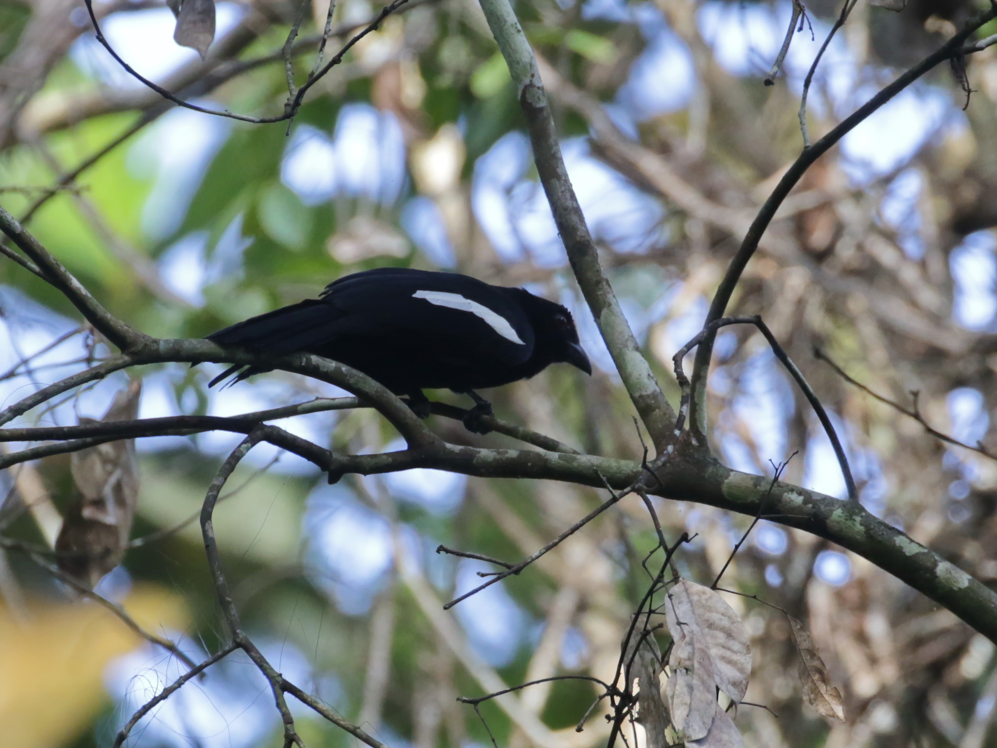 Malayan Black Magpie (Platysmurus leucopterus), photo 2