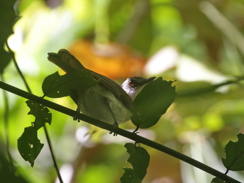 Sooty-capped Babbler (Malacopteron affine), photo 4