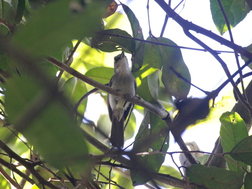 Sooty-capped Babbler (Malacopteron affine), photo 3