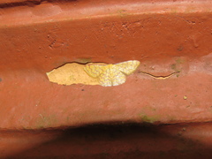 Idaea similinea