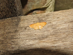 Idaea similinea