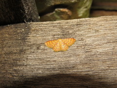 Idaea similinea