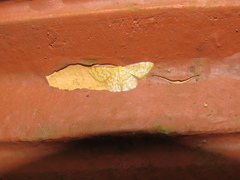 Idaea similinea