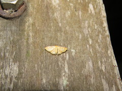 Idaea similinea