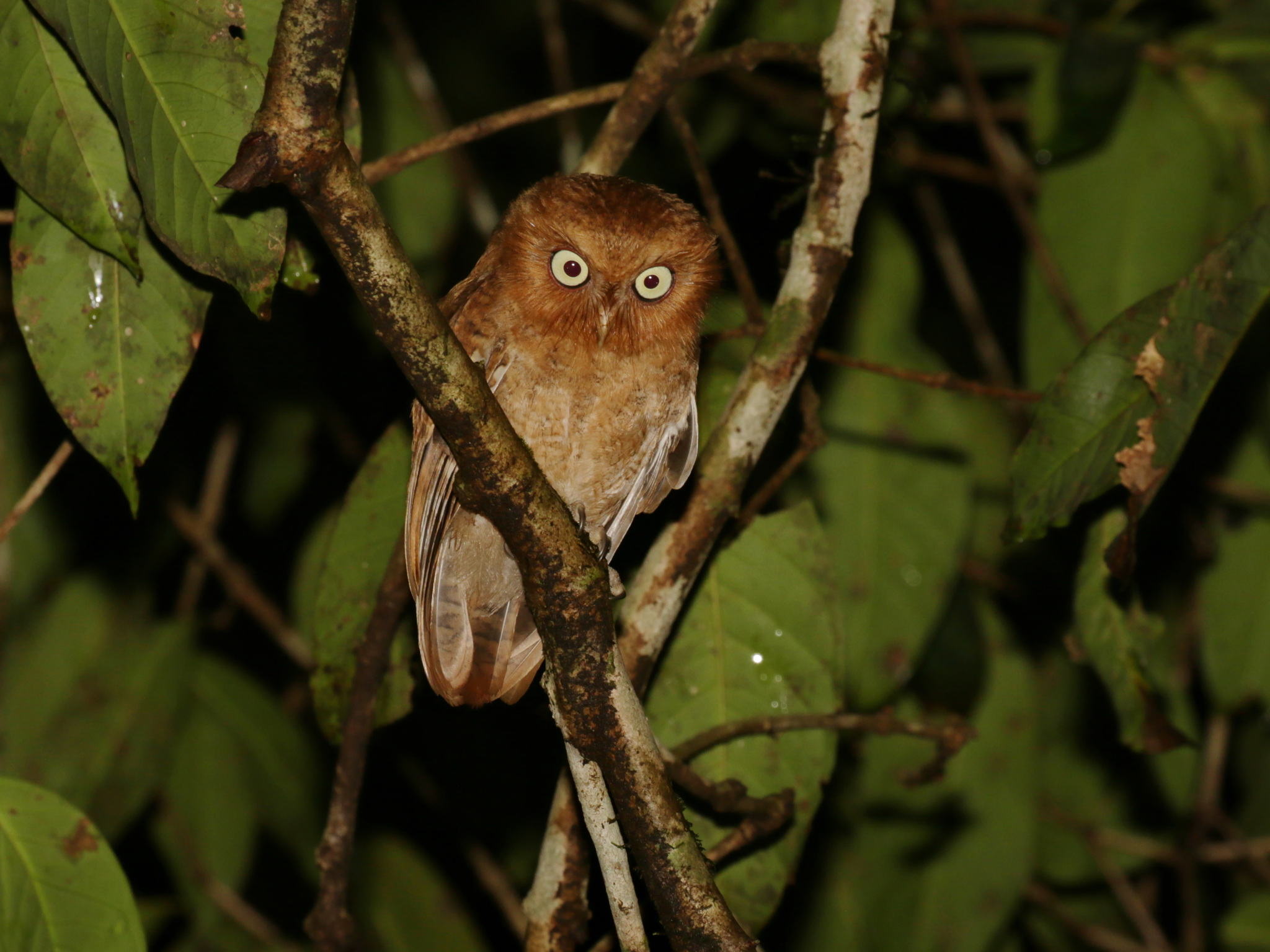 Mountain Scops Owl