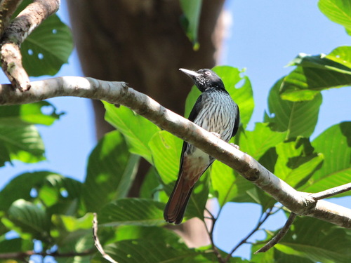 Silver Oriole (Oriolus mellianus), photo 4