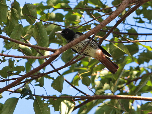 Silver Oriole (Oriolus mellianus), photo 3