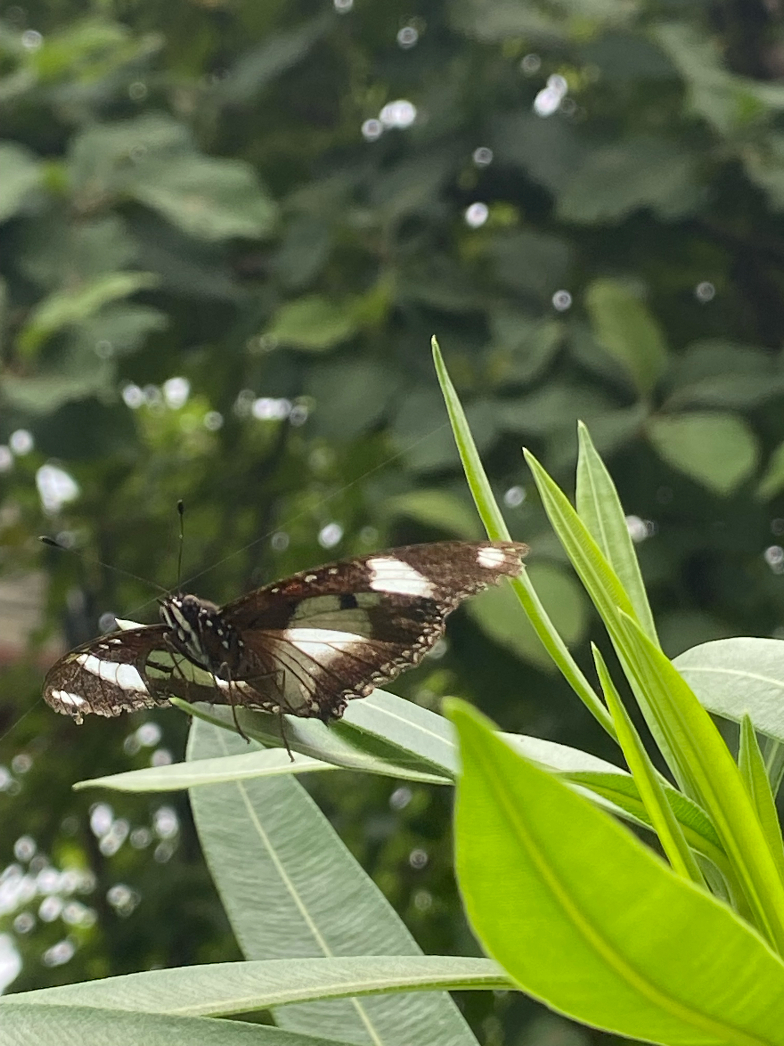 Danaid Eggfly