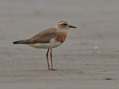 Chorlitejo Asiático Grande (Anarhynchus veredus)
