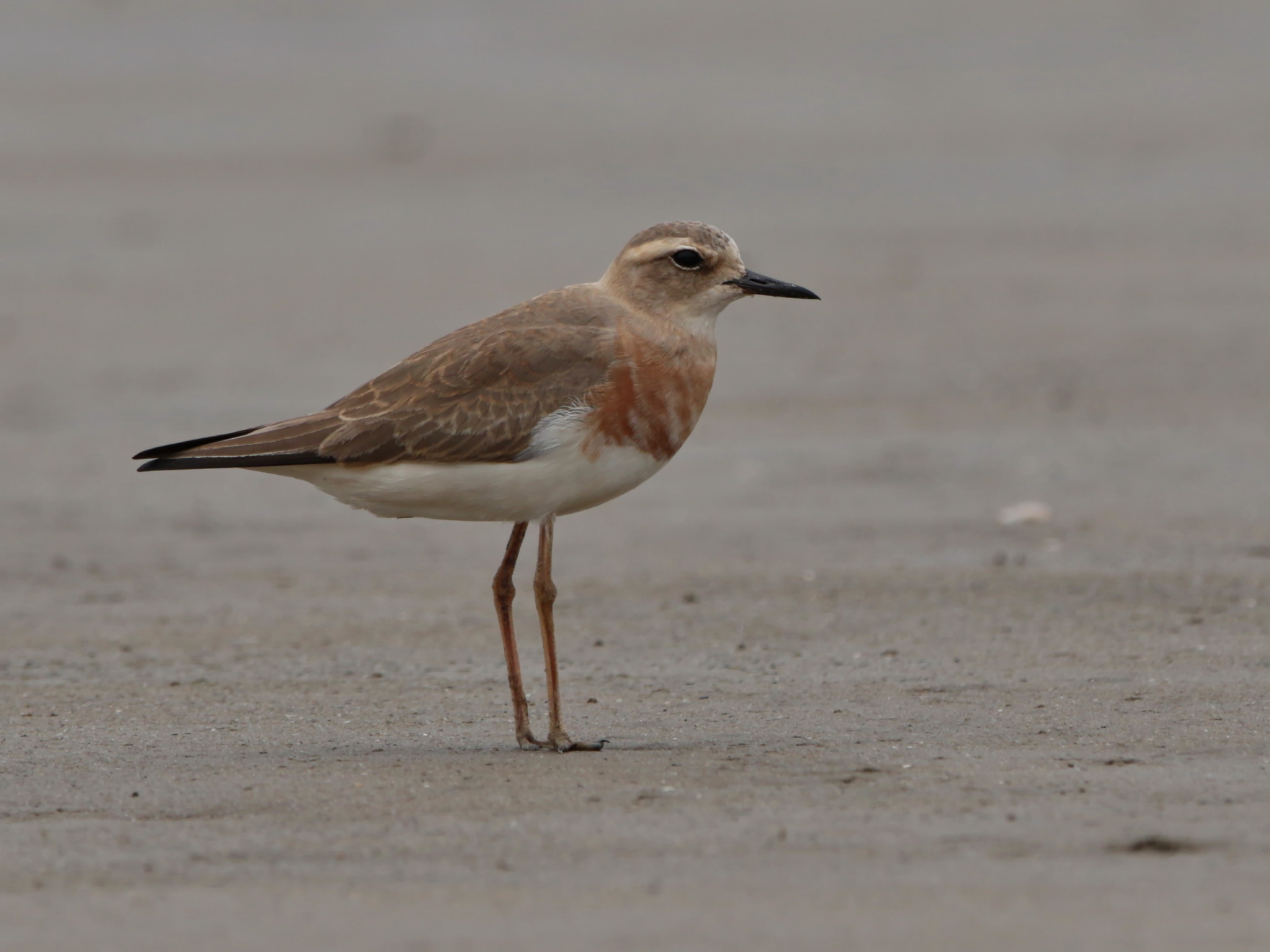 Oriental Plover (Anarhynchus veredus)