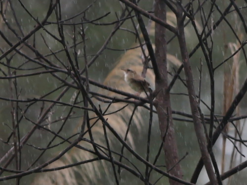 Pale-footed Bush Warbler (Hemitesia pallidipes), photo 4