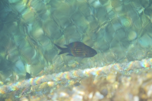 Chromis chromis