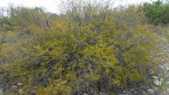 Senegalia berlandieri