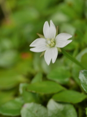 Epilobium nerteroides
