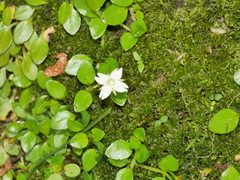 Epilobium nerteroides
