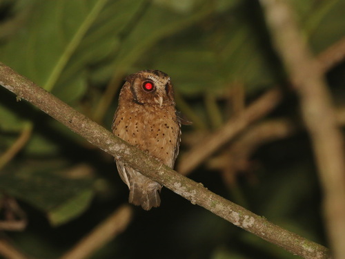 Reddish Scops Owl (Otus rufescens), photo 10