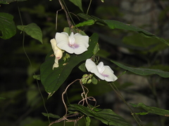 Centrosema sagittatum