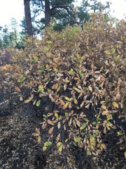 Quercus × undulata