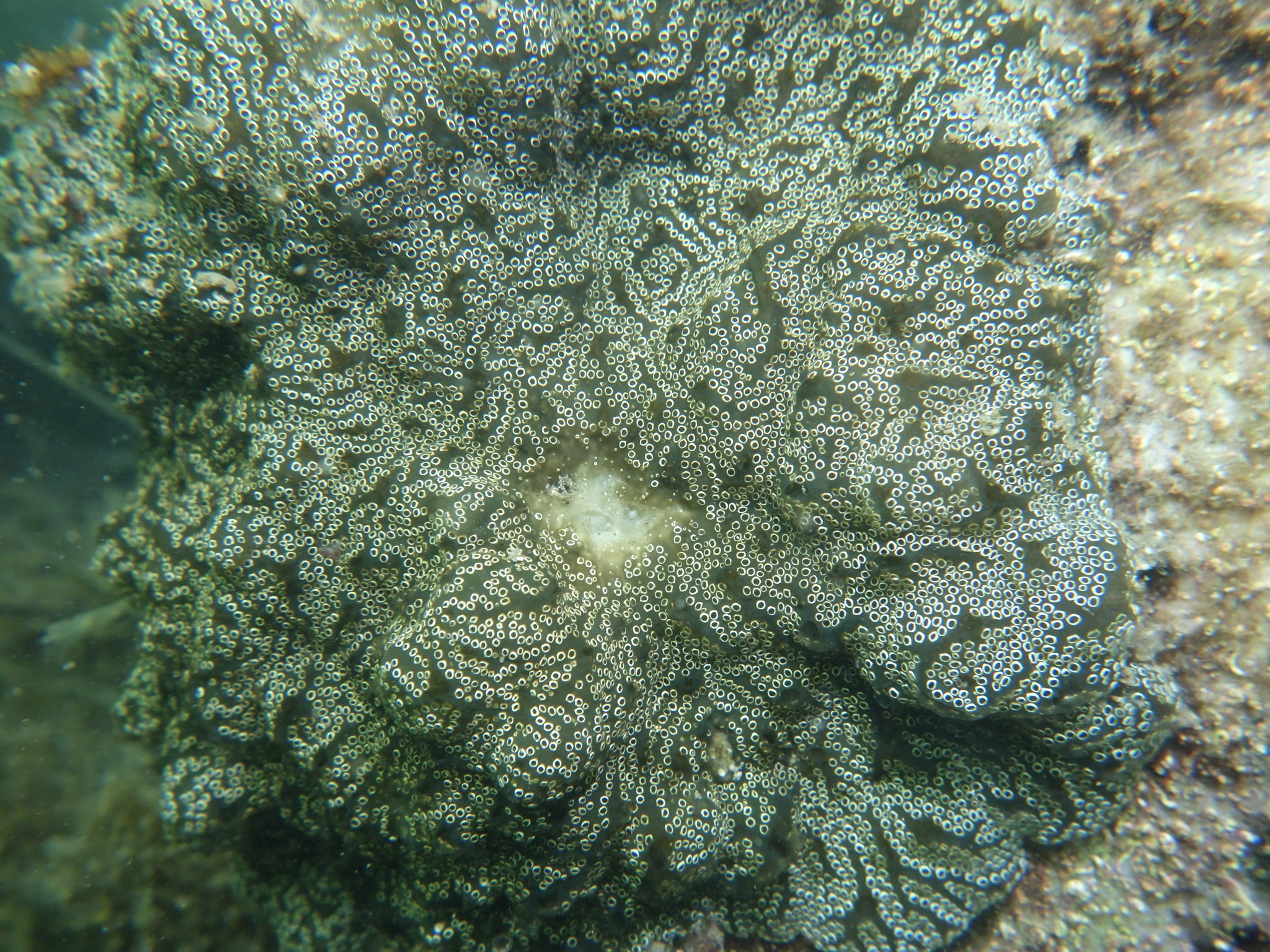 Distaplia bermudensis Van Name, 1902