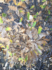 Quercus × undulata