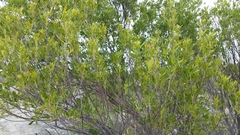 Fraxinus greggii