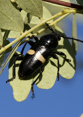 Lissonotus flavocinctus