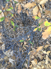 Quercus × undulata