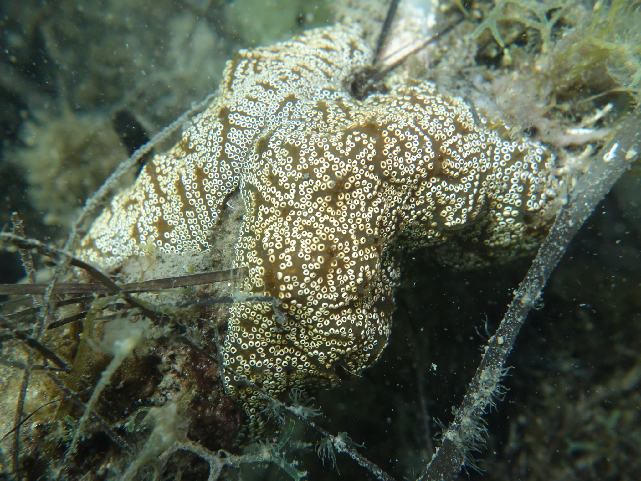 Distaplia bermudensis Van Name, 1902