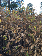 Quercus × undulata