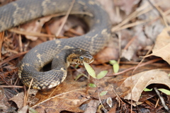 Nerodia fasciata