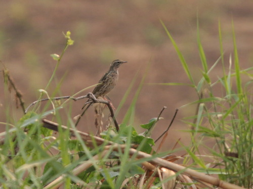 Rosy Pipit (Anthus roseatus), photo 10