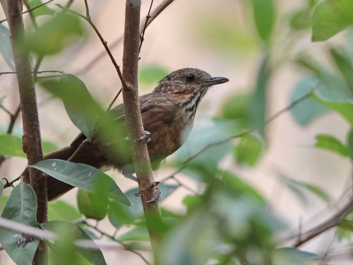 Rufous Limestone Babbler (Gypsophila calcicola), photo 8