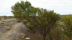 Fraxinus greggii