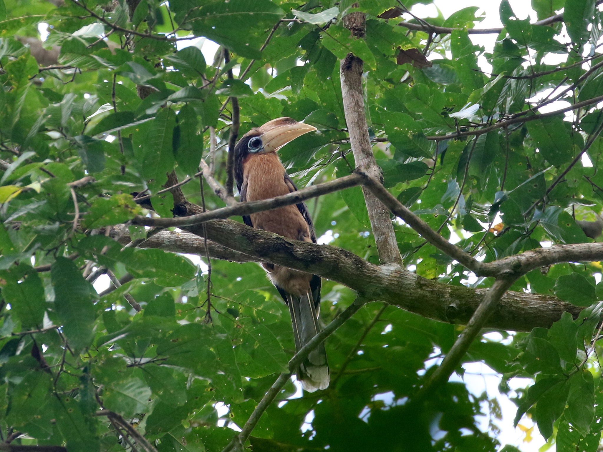 Rusty-cheeked Hornbill illustration