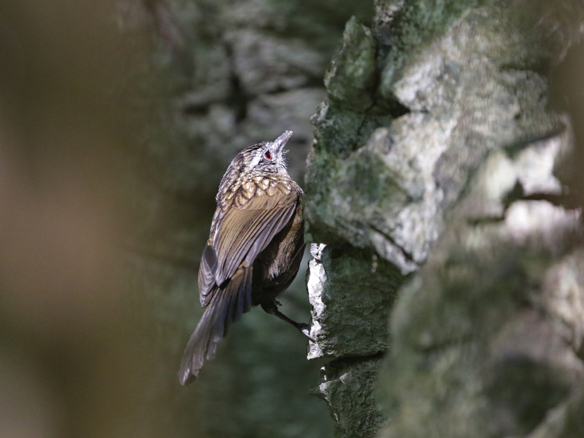 Variable Limestone Babbler (Gypsophila crispifrons)