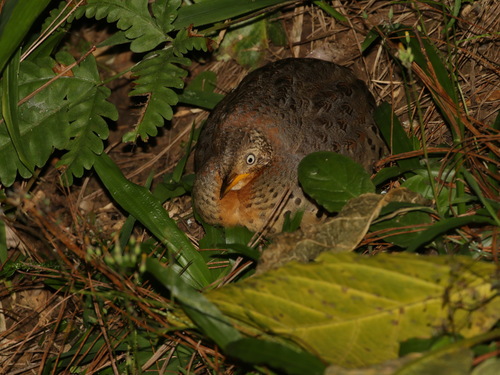 Yellow-legged Buttonquail (Turnix tanki)