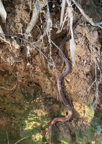 Taiwan Kukri Snake