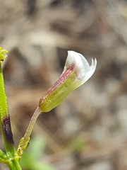 Dicerandra frutescens var. cornutissima image
