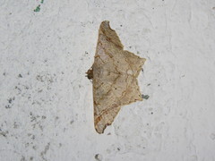 Psamatodes pernicata