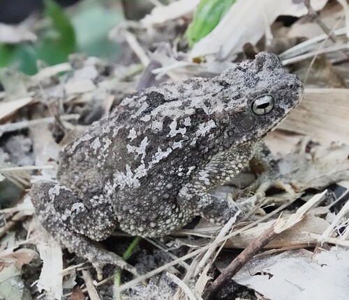 Ingerophrynus macrotis, 2025-08-04