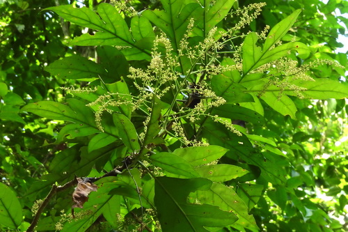 Aralidium pinnatifidum observed 2025-05-28