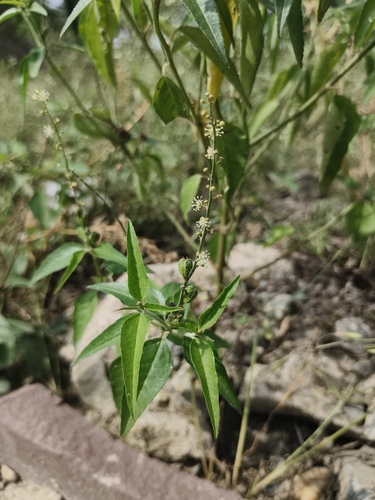 Bonpland's croton