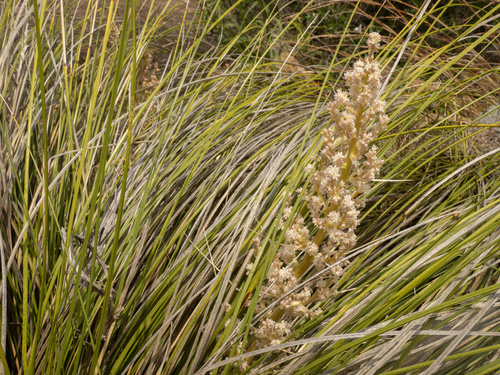 Nolina texana